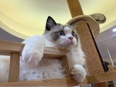 -滚猫咖啡·猫咖·猫友好撸猫(未来城店)