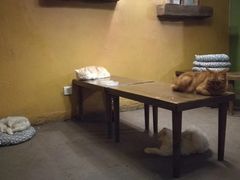 -猫猫幼稚园·撸猫·桌游·电玩