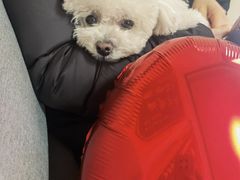 -宠爱国际动物医院· 猫科· 外科·中兽医(长白店)