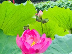 -陈家山荷花公园