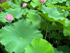 -陈家山荷花公园