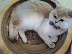 -东方名猫馆·英短金渐层布偶猫舍(环线广场1号楼店)