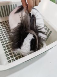 -Moni星球萌宠·小马宝莉·灵蛇·高端高阶全萌宠互动体验俱乐部(红豆国际广场店)