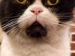 -猫友咖啡店(玉林西路店)