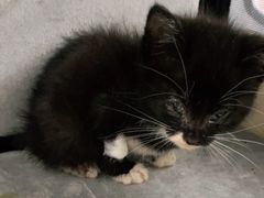 -爱诺耐芙动物医院(万博店)