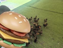 -萌宠亲子动物乐园(槐房万达店)