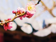 -梅花山(明孝陵内)