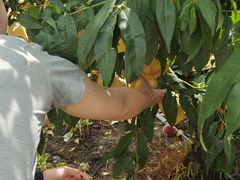 -老袁家蜜桃农场·阳山水蜜桃