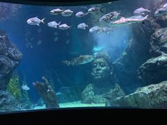-暹罗海洋世界