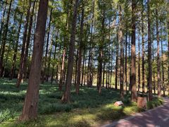 -黄海国家森林公园