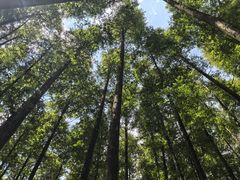 -山王坪喀斯特国家生态公园