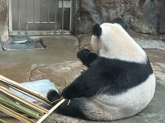 -东来顺铜锅炭火涮肉(上地华联店)