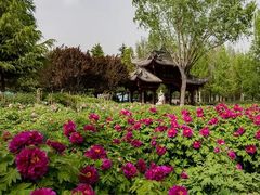 -石家庄市植物园