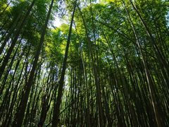 -同里国家湿地公园