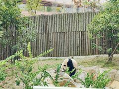 -成都大熊猫繁育研究基地