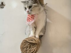-共舞时光猫咖·狗咖(新街口店)