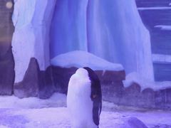 -上海海昌海洋公园