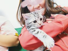 -团子家猫咪猫咖馆·柯基·柯尔鸭