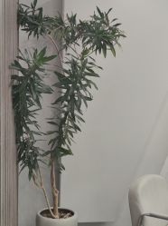 -张小野·专业半永久纹眉