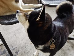 -柴犬高等学院·狗咖·柴犬售卖·宠物训练