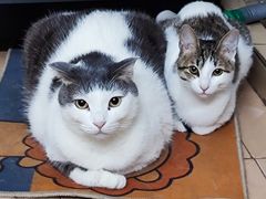 -宠物星动物医院·眼科·异宠·猫科(江南大道总院)