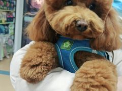 -小叮当动物医院·骨科·眼科