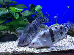 -上海海洋水族馆