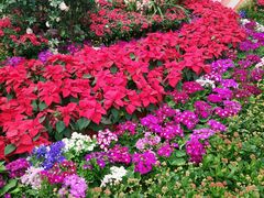 -石家庄市植物园