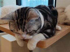 -有喵·猫咖·狗咖·30几只猫10只小狗(岗厦店)