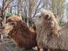 -长白岛森林公园