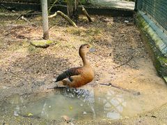 -吉隆坡雀鸟公园