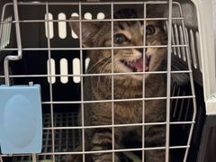 -瑞鹏宠物医院·骨科·猫科·内科(第一中心)