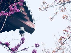 -西安青龙寺遗址景区