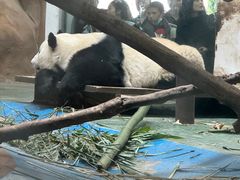 -成都动物园