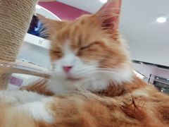 -喵园·猫主题咖啡厅·撸猫·猫咖(国贸店)