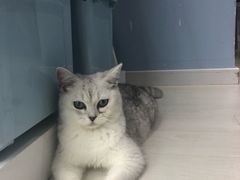 -喵的天空名猫咖啡馆·撸猫·猫舍·用品