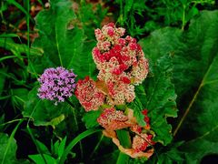 -白草畔自然风景区