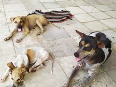 -ခြောက်ထပ်ကြီးရွှေသာလျောင်းဘုရားကြီး