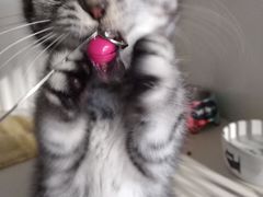 -东方名猫馆·英短金渐层布偶猫舍(环线广场1号楼店)