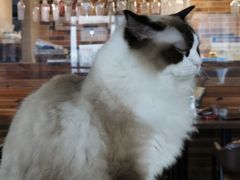 -蓝鲸·缅因猫舍