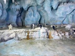 -帝企鹅自助餐厅•儿童岛•真企鹅(长隆企鹅酒店)