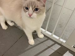 -CAT’S MEWSTAR CAFE·喵星球猫屋(晴湾咖啡店)