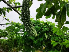 -上膳源有机农场