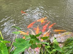 -杭州植物园