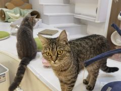 -COLOR PETS 撸猫馆·购猫·猫咖(长风大悦城店)