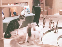 -CAT’S MEWSTAR CAFE·喵星球猫屋(晴湾咖啡店)
