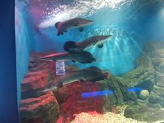 -石家庄海洋公园