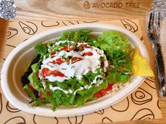 -油梨树AVOCADO TREE(望京店)