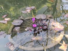 -碧江金楼