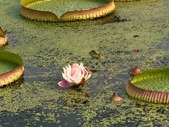 -荷花大观园